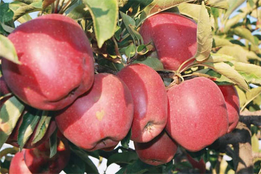 Ябълкови дръвчета в с. Бяга